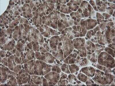 Immunohistochemistry: ERK1 Antibody (OTI4D7) - Azide and BSA Free [NBP2-71239]