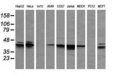 Western Blot: ERK1 Antibody (OTI4D7)Azide and BSA Free [NBP2-71239]