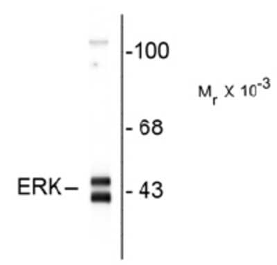 Western Blot: ERK1 Antibody [NB100-61095]