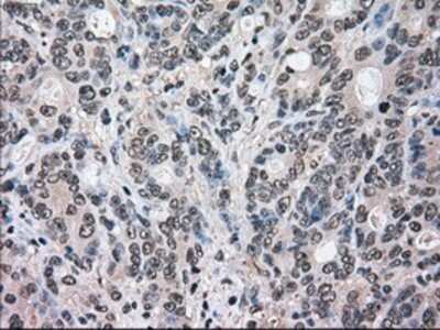 Immunohistochemistry-Paraffin: ERK2 Antibody (OTI6E5) [NBP1-47842]
