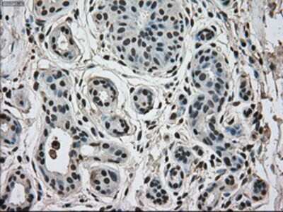 Immunohistochemistry-Paraffin: ERK2 Antibody (OTI6E5) [NBP1-47842]