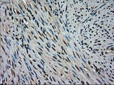 Immunohistochemistry-Paraffin: ERK2 Antibody (OTI6E5) [NBP1-47842]