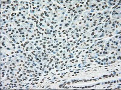 Immunohistochemistry-Paraffin: ERK2 Antibody (OTI6E5) [NBP1-47842]