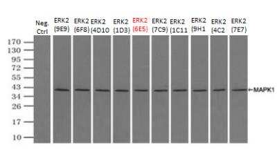 Immunoprecipitation: ERK2 Antibody (OTI6E5) [NBP1-47842]