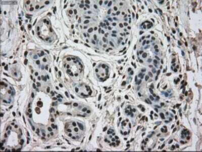Immunohistochemistry: ERK2 Antibody (OTI6E5) - Azide and BSA Free [NBP2-71233]