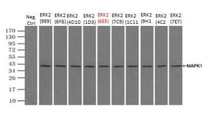 Immunoprecipitation: ERK2 Antibody (OTI6E5) - Azide and BSA Free [NBP2-71233]