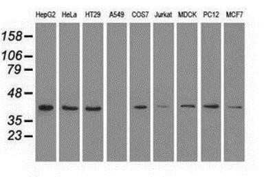 Western Blot: ERK2 Antibody (OTI6E5)Azide and BSA Free [NBP2-71233]