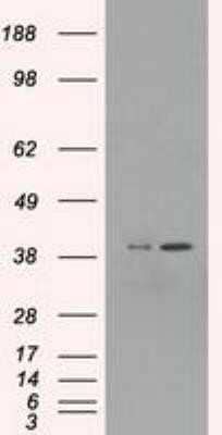 Western Blot: ERK2 Antibody (OTI6E5)Azide and BSA Free [NBP2-71233]