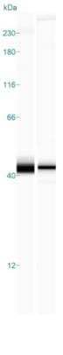 Simple Western: ERK2 Antibody [NBP1-87943]