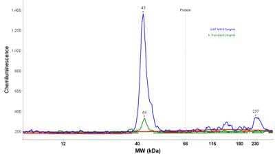 Simple Western: ERK2 Antibody [NBP1-87943]