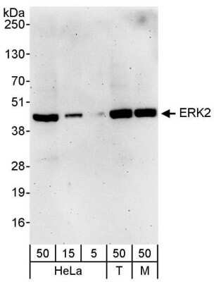 Western Blot: ERK2 Antibody [NBP1-19102]