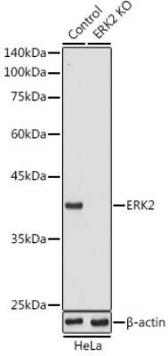 Western Blot: ERK2 AntibodyAzide and BSA Free [NBP3-02973]