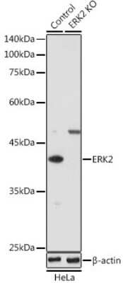 Western Blot: ERK2 AntibodyAzide and BSA Free [NBP3-02974]