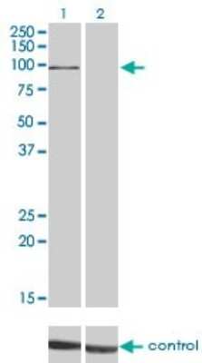 Western Blot: ERK3/MAPK6 Antibody (1G6) [H00005597-M01]