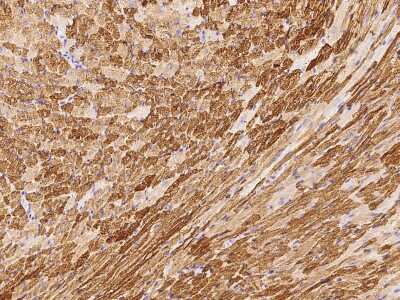 Immunohistochemistry-Paraffin: ERK3/MAPK6 Antibody [NBP2-99003]