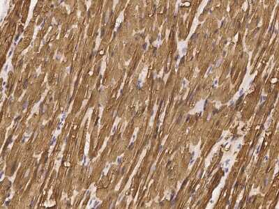 Immunohistochemistry-Paraffin: ERK3/MAPK6 Antibody [NBP2-99003]