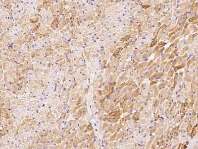 Immunohistochemistry-Paraffin: ERK3/MAPK6 Antibody [NBP2-99003]