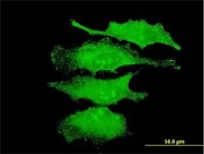 Immunocytochemistry/ Immunofluorescence: ERK4/MAPK4 Antibody (2B10) [H00005596-M02]