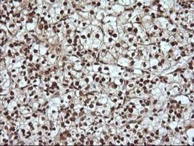 Immunohistochemistry: ERK4/MAPK4 Antibody (OTI2D7) - Azide and BSA Free [NBP2-71240]