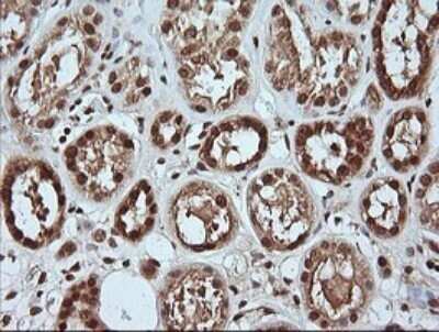 Immunohistochemistry: ERK4/MAPK4 Antibody (OTI2D7) - Azide and BSA Free [NBP2-71240]