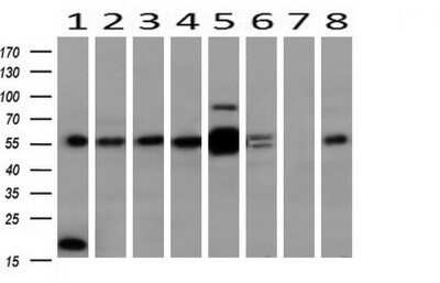 Western Blot: ERK4/MAPK4 Antibody (OTI2D7)Azide and BSA Free [NBP2-71240]