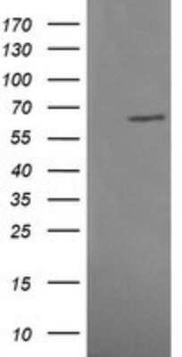 Western Blot: ERK4/MAPK4 Antibody (OTI2D7)Azide and BSA Free [NBP2-71240]