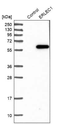 Western Blot: ERLEC1 Antibody [NBP1-86803]