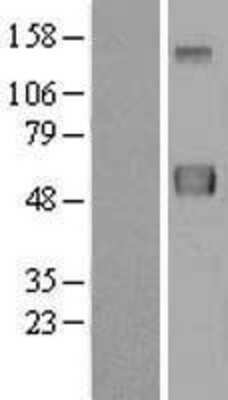 Western Blot: ERLEC1 Overexpression Lysate [NBL1-08410]