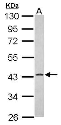 Western Blot: ERLIN1 Antibody [NBP2-16368]