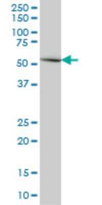 Western Blot: ERMAP Antibody (6F8) [H00114625-M01]