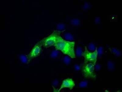 Immunocytochemistry/ Immunofluorescence: ERMAP Antibody (OTIC8) - Azide and BSA Free [NBP2-72339]