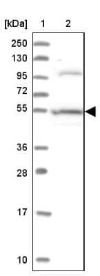 Western Blot: ERMAP Antibody [NBP1-87151]