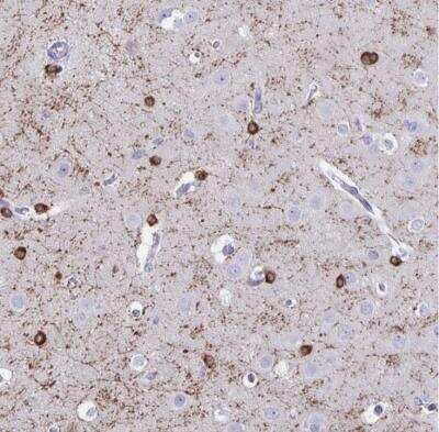 Immunohistochemistry-Paraffin: ERMN Antibody [NBP1-84801]