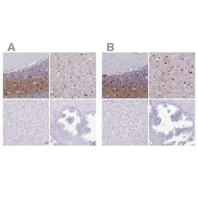 Immunohistochemistry-Paraffin: ERMN Antibody [NBP1-84801]