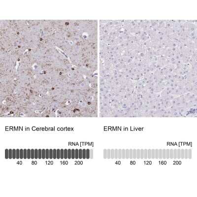 Immunohistochemistry-Paraffin: ERMN Antibody [NBP1-84801]