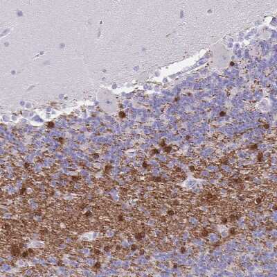 Immunohistochemistry-Paraffin: ERMN Antibody [NBP1-84801]