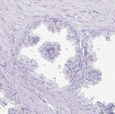 Immunohistochemistry-Paraffin: ERMN Antibody [NBP1-84801]