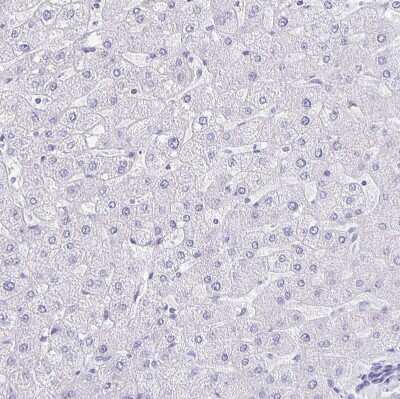 Immunohistochemistry-Paraffin: ERMN Antibody [NBP1-84801]