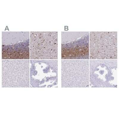 Immunohistochemistry-Paraffin: ERMN Antibody [NBP1-84802]