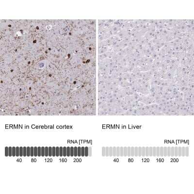 Immunohistochemistry-Paraffin: ERMN Antibody [NBP1-84802]