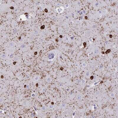 Immunohistochemistry-Paraffin: ERMN Antibody [NBP1-84802]