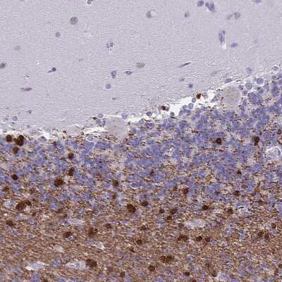 Immunohistochemistry-Paraffin: ERMN Antibody [NBP1-84802]