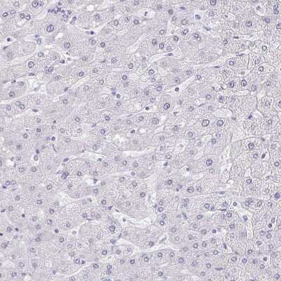 Immunohistochemistry-Paraffin: ERMN Antibody [NBP1-84802]