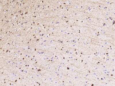 Immunohistochemistry-Paraffin: ERMN Antibody [NBP2-97165]