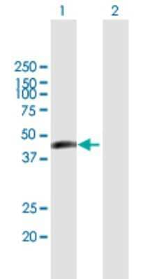 Western Blot: ERMN Antibody [H00057471-B01P]