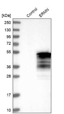 Western Blot: ERMN Antibody [NBP1-84802]