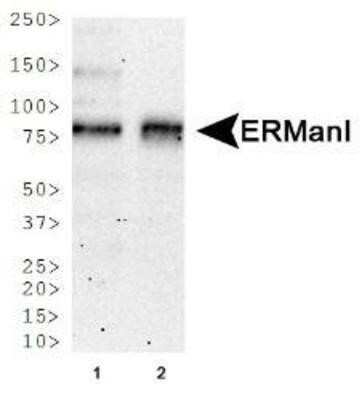 Western Blot: ERManI Antibody (3C2)Azide and BSA Free [NBP2-80726]