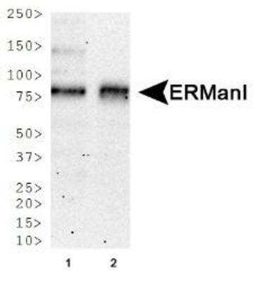 Western Blot: ERManI Antibody (3C2) [NBP2-13167]