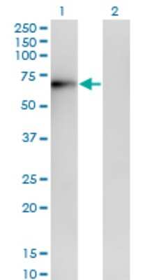 Western Blot: ERO1L Antibody (4G3) [H00030001-M01]