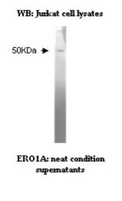 Western Blot: ERO1L Antibody (V23P3C9*H2)BSA Free [NBP2-50388]